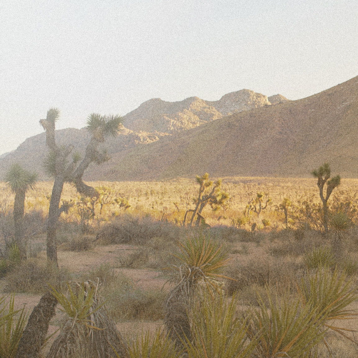 Joshua Tree - Pepper, cedarwood, patchouli, and tonka bean.
Between sand dunes and dry lakes, a glass of rum sits in the warm afternoon sun.