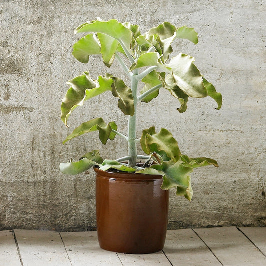 Knabstrup Keramik Pickle Jar