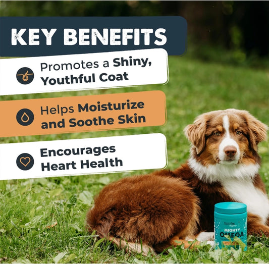 We love our best furry friends so much and using these vet formulated chews will support your dog’s health from the inside out. These premium supplements made with wild-caught salmon oil rich in omega-3 fatty acids, including EPA and DHA. These nutrients are known to help reduce shedding, soothe itchy or flaky skin, and promote a soft, shiny coat. Made in the USA, these chews also contribute to heart, brain, joint, and immune system health.