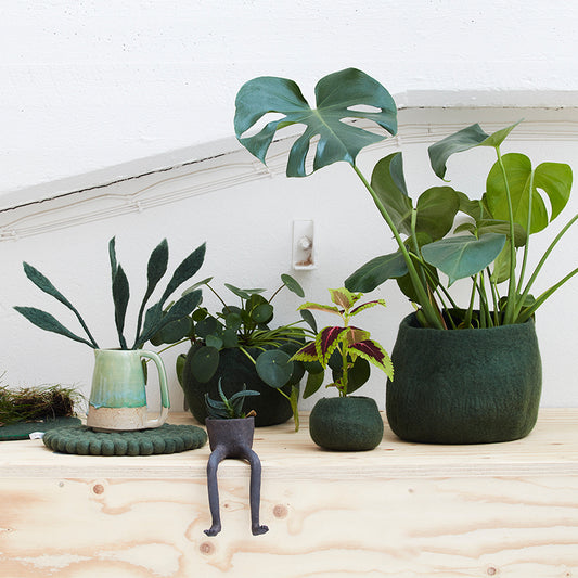 Collection of potted plants on a wooden surface with a white wall background