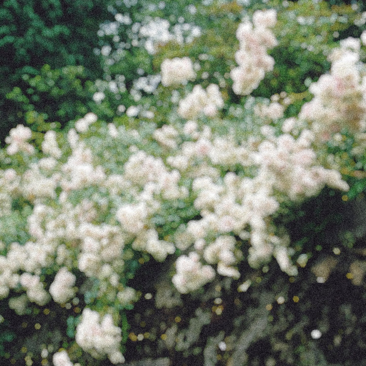 A Drive Up The Coast To The Hills Of Spanish Rose Gardens.
Rose, Black Pepper, Coriander Seed, Lily of the Valley, Sandalwood.