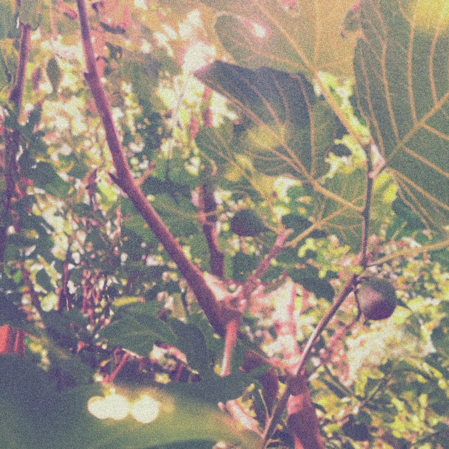In a Los Angeles backyard, a ripe fig tree is dressed in afternoon’s amber light.
Fig, Sandalwood, Fig Sugar, White Musk, and Vanilla.