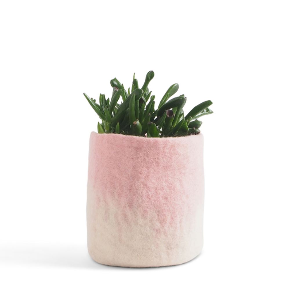 Aveva Flower Pot 18, Aveva’s handmade flowerpots in 100% wool with a flat bottom and two different colors blend together, creating a lovely ombré effect. The inside is coated with natural rubber that makes the flowerpot waterproof. Follow the care instructions below