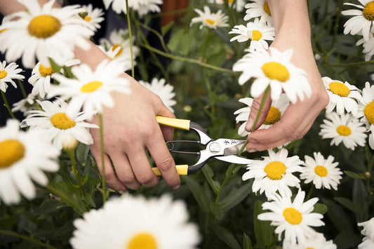 Person trimming daisies with Japanese Pruners. The best tools for your garden.