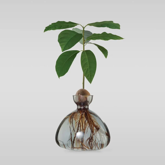Avocado Vase, Home Decor, Growing Veggies, Fruit, Bloomist, Scandinavian Living