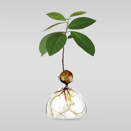 Avocado Vase, Home Decor, Growing Veggies, Fruit, Bloomist, Scandinavian Living