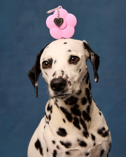 Dalmatian dog with a pink flower-shaped toy on its head against a blue background