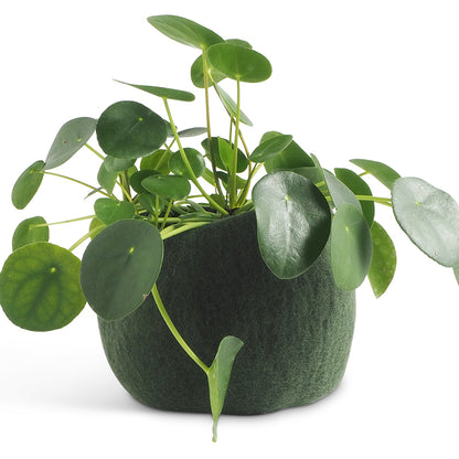 Green potted plant with a textured pot on a white background