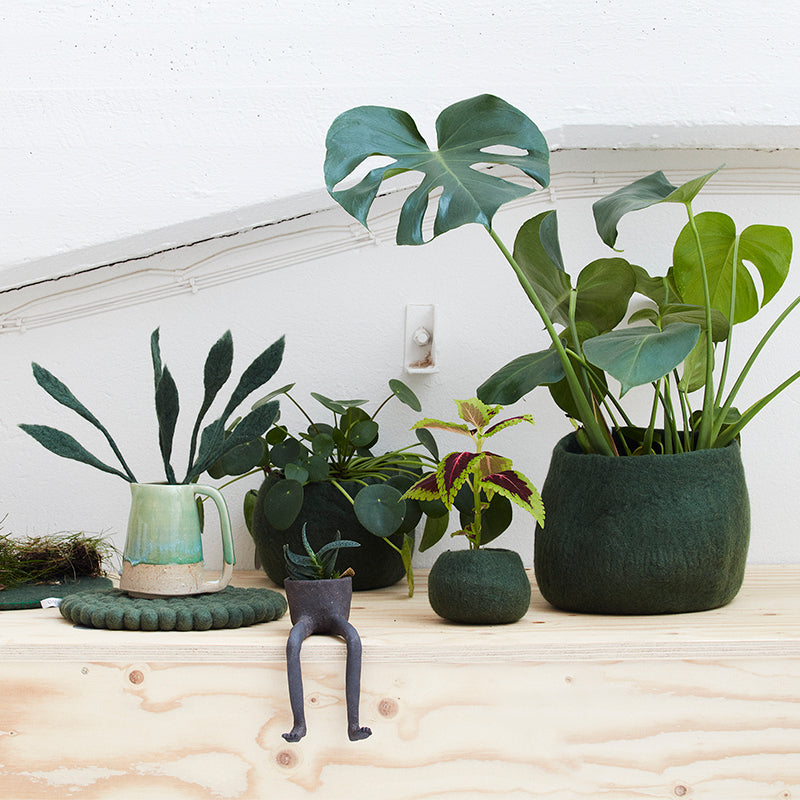 Collection of potted plants on a wooden surface with a white wall background