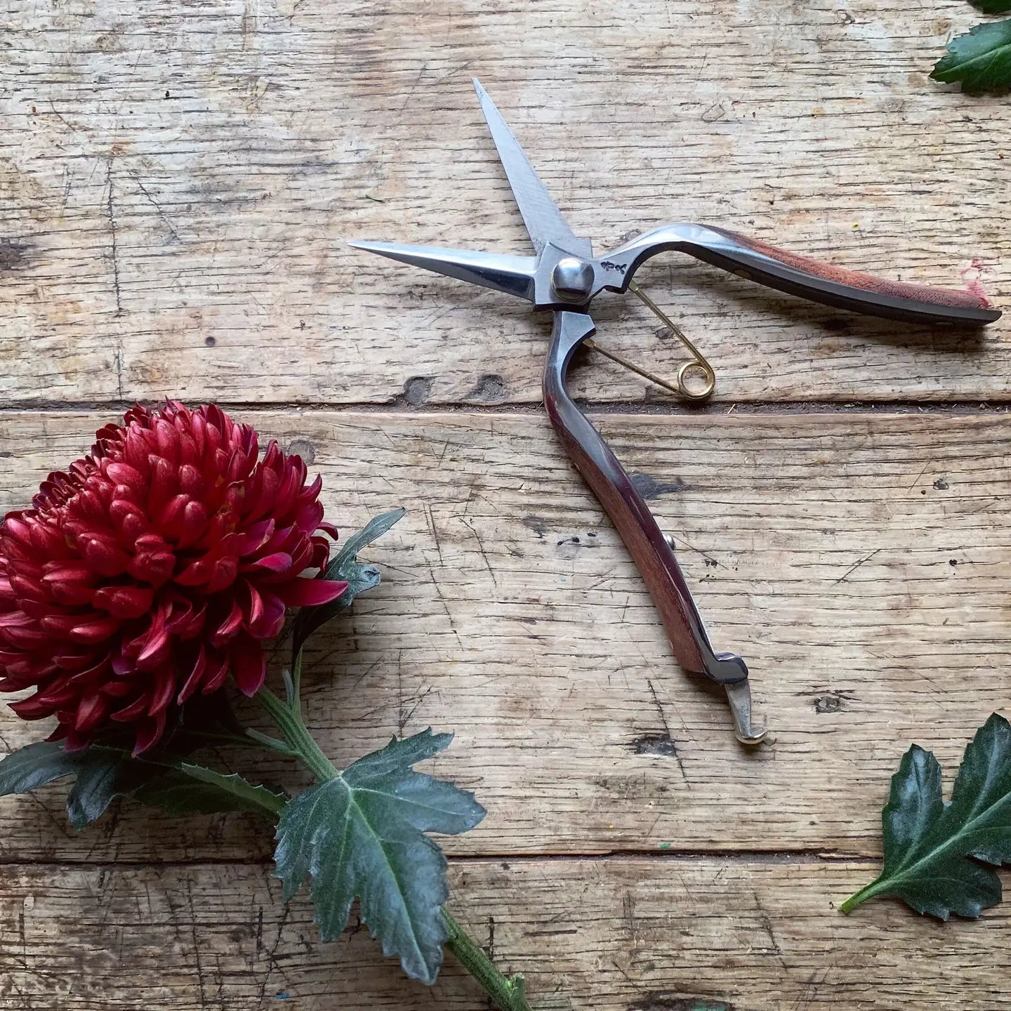 The Niwaki Kurumi Pro Snips are specially designed for precision floral work, making them perfect for delicate cutting and trimming of flowers and stems. With their two-pointed blades, these snips offer unmatched accuracy, ensuring clean, sharp cuts without damaging the plant. Forged from durable KA-70 carbon steel, they are designed for long-lasting performance, making them a valuable addition to any gardener's toolkit.