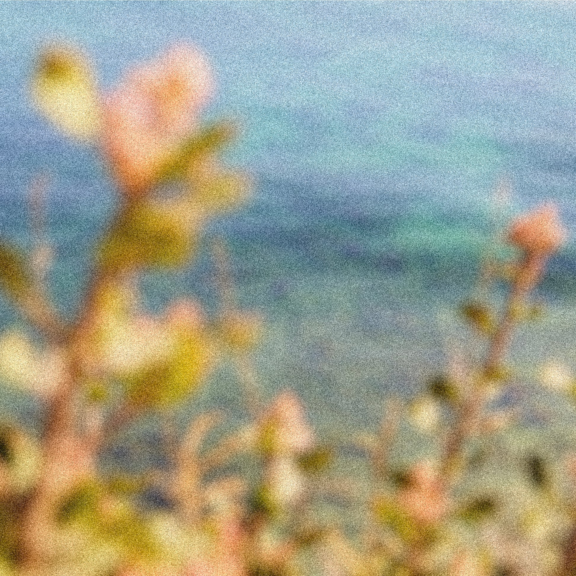 Summer’s wildflowers bloom and peek over the Malibu cliffs to the ocean below.

Black Currant, Freesia, Rose, Patchouli, and White Musk.