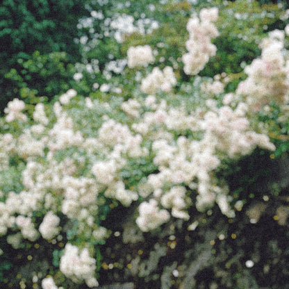 A Drive Up The Coast To The Hills Of Spanish Rose Gardens.

Rose, Black Pepper, Coriander Seed, Lily of the Valley, Sandalwood.