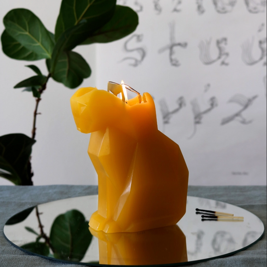 Mustard Kisa Cat