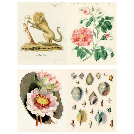 Vintage scientific illustration print featuring a lion, a pink rose, a water lily, and various seashells on an off-white background.