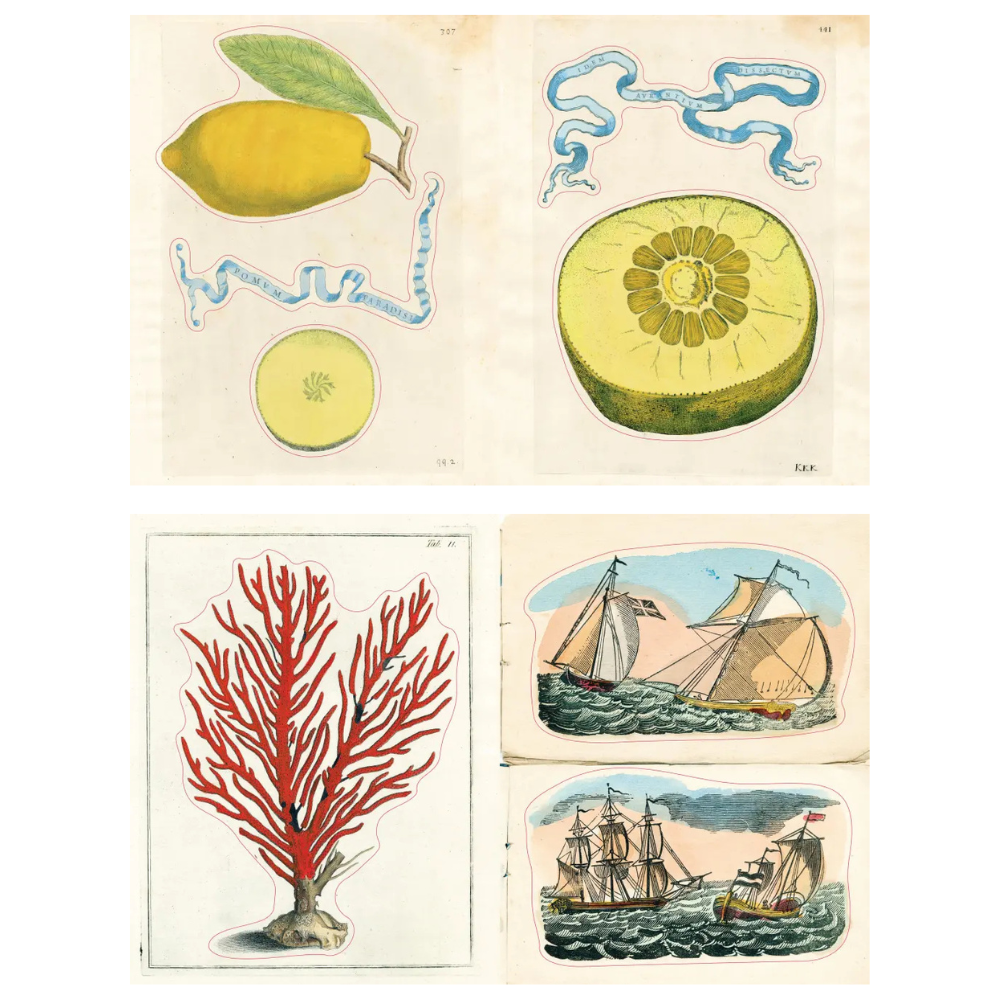 A set of vintage botanical and nautical illustrations printed on cream-colored sheets, featuring a yellow fruit with a green leaf, a sliced green citrus fruit, blue ribbon-like forms, a red coral branch, and two sailing ships at sea.
