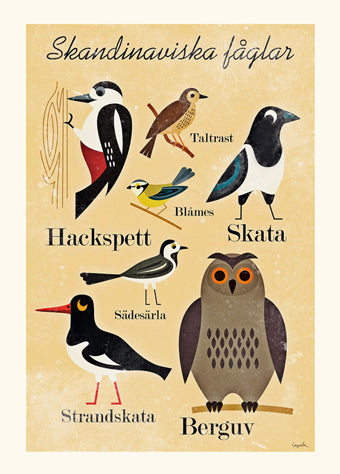 Illustration of various Scandinavian birds with labels on a beige background