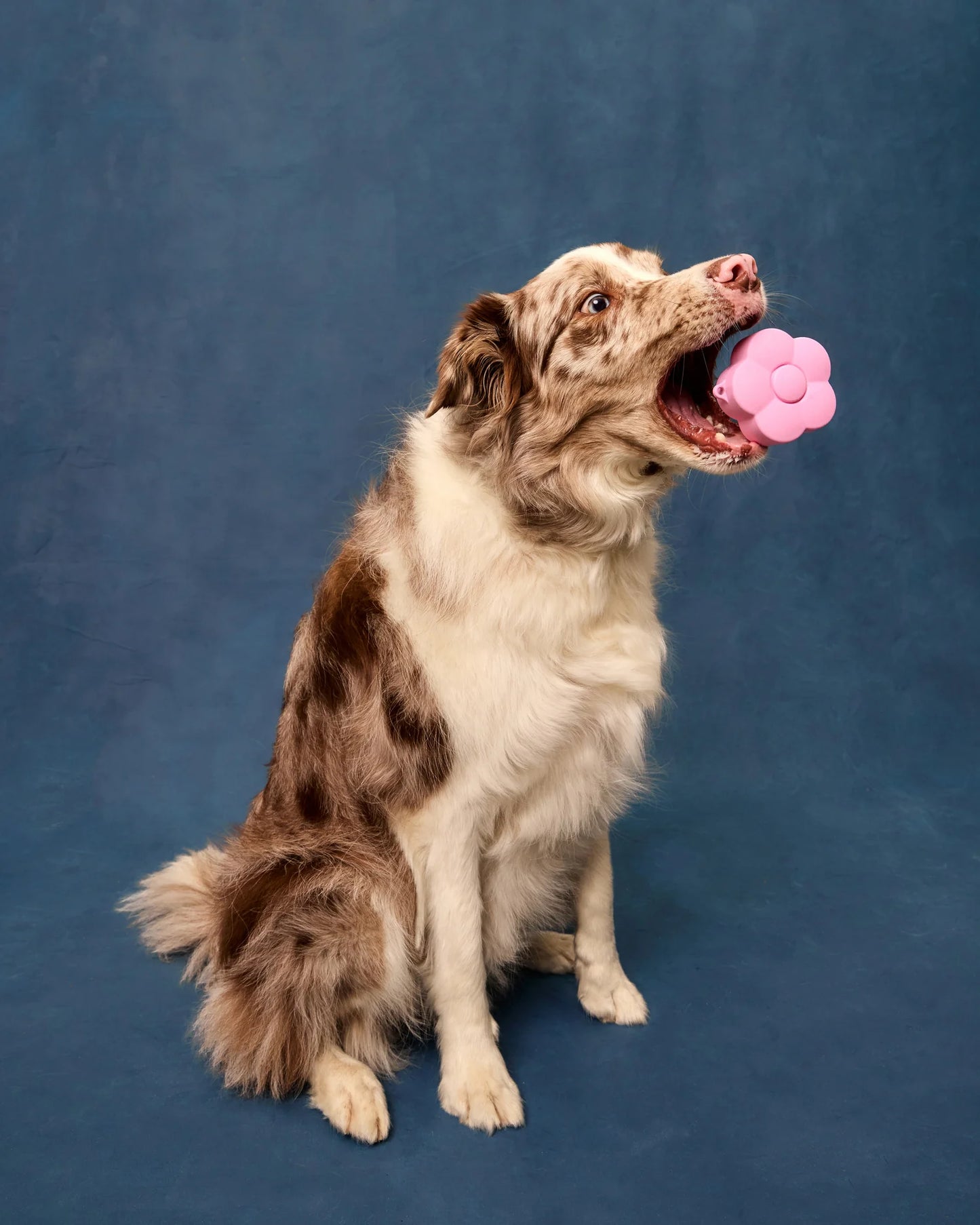 Dog with a pink toy on a blue background