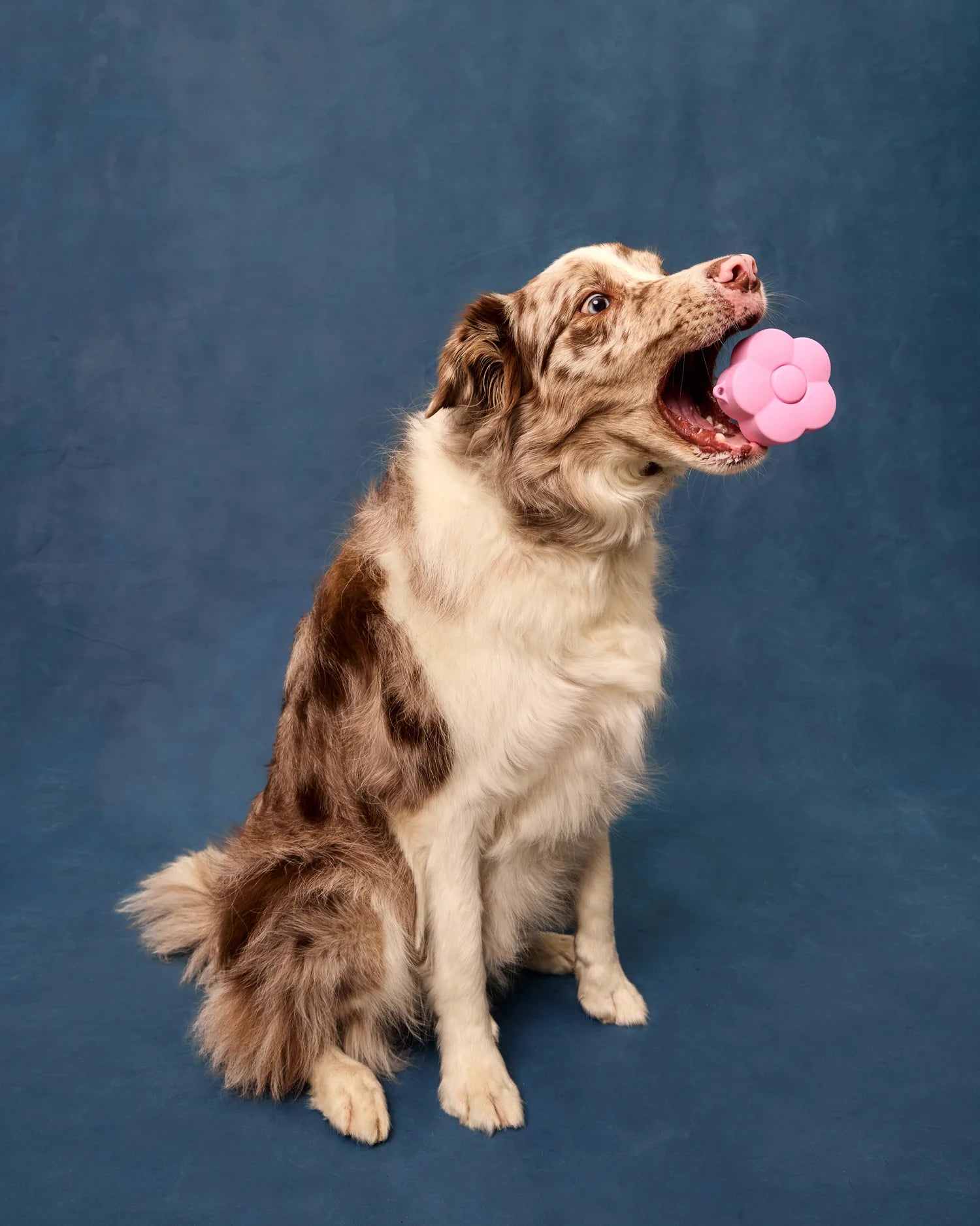 Dog with a pink toy on a blue background