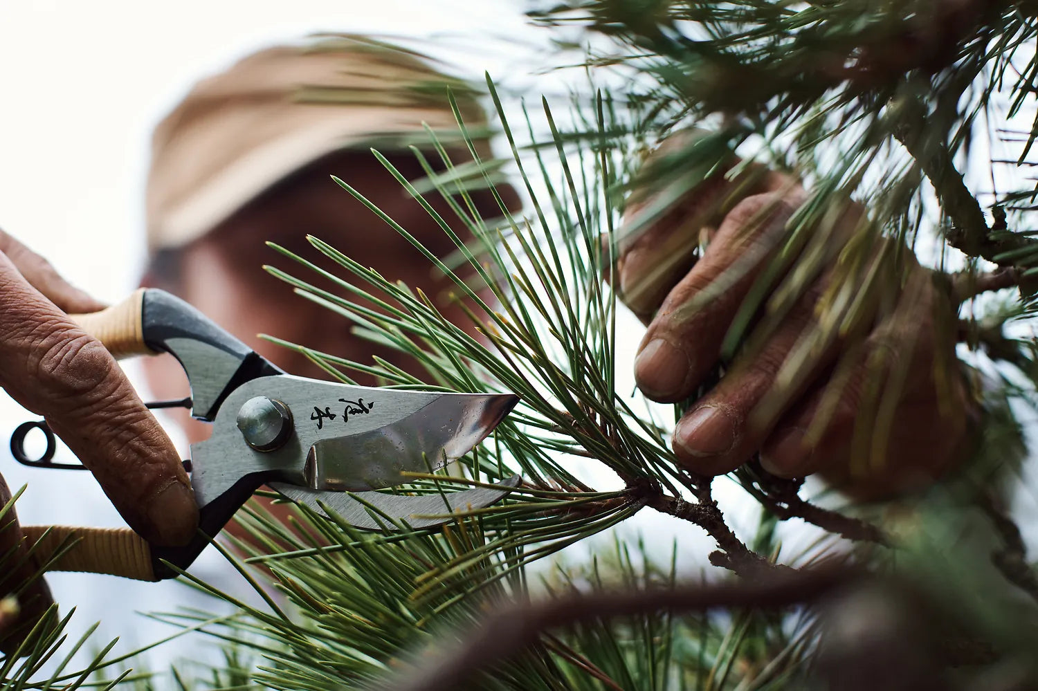 Person using garden shears to trim branches on a tree