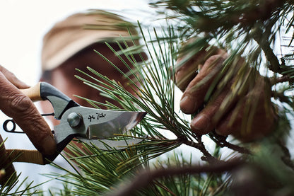 Person using garden shears to trim branches on a tree