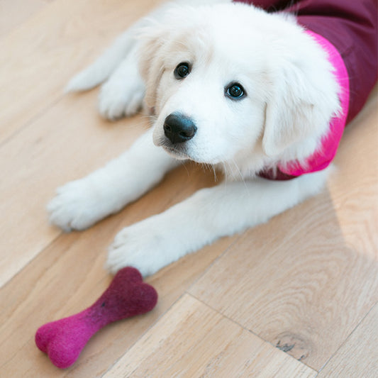 White puppy wearing pink coat with dog bone on a wooden floor