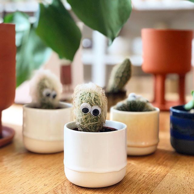 Cactus with googly eyes inside a white ceramic cup with plants in background